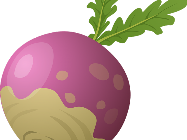 Beet Clipart Rutabaga - Rutabaga Clipart (640x480), Png Download