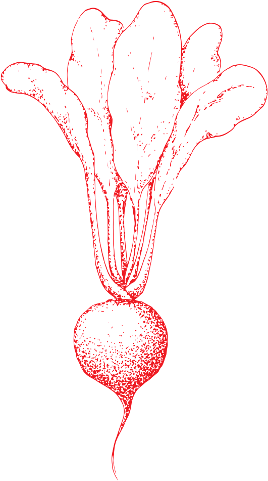 Hand Drawn Radish Transparent Vegetables - Drawing (1024x1024), Png Download