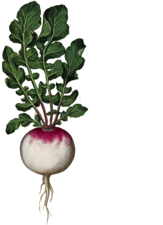 Singlevegetable - Antique Botanical Prints Food (400x507), Png Download