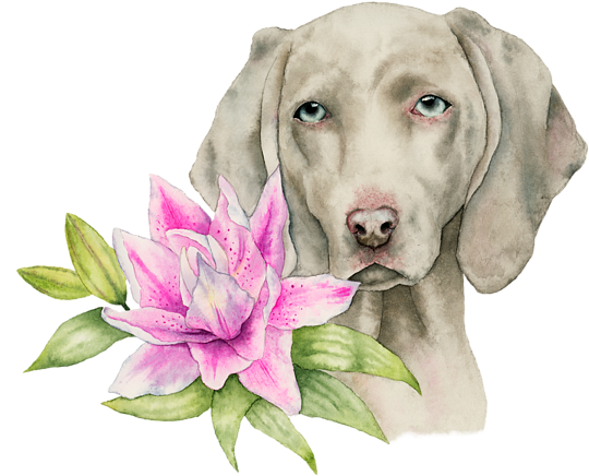 Bleed Area May Not Be Visible - Innocence - Weimaraner And Lily Watercolor Painting (600x514), Png Download