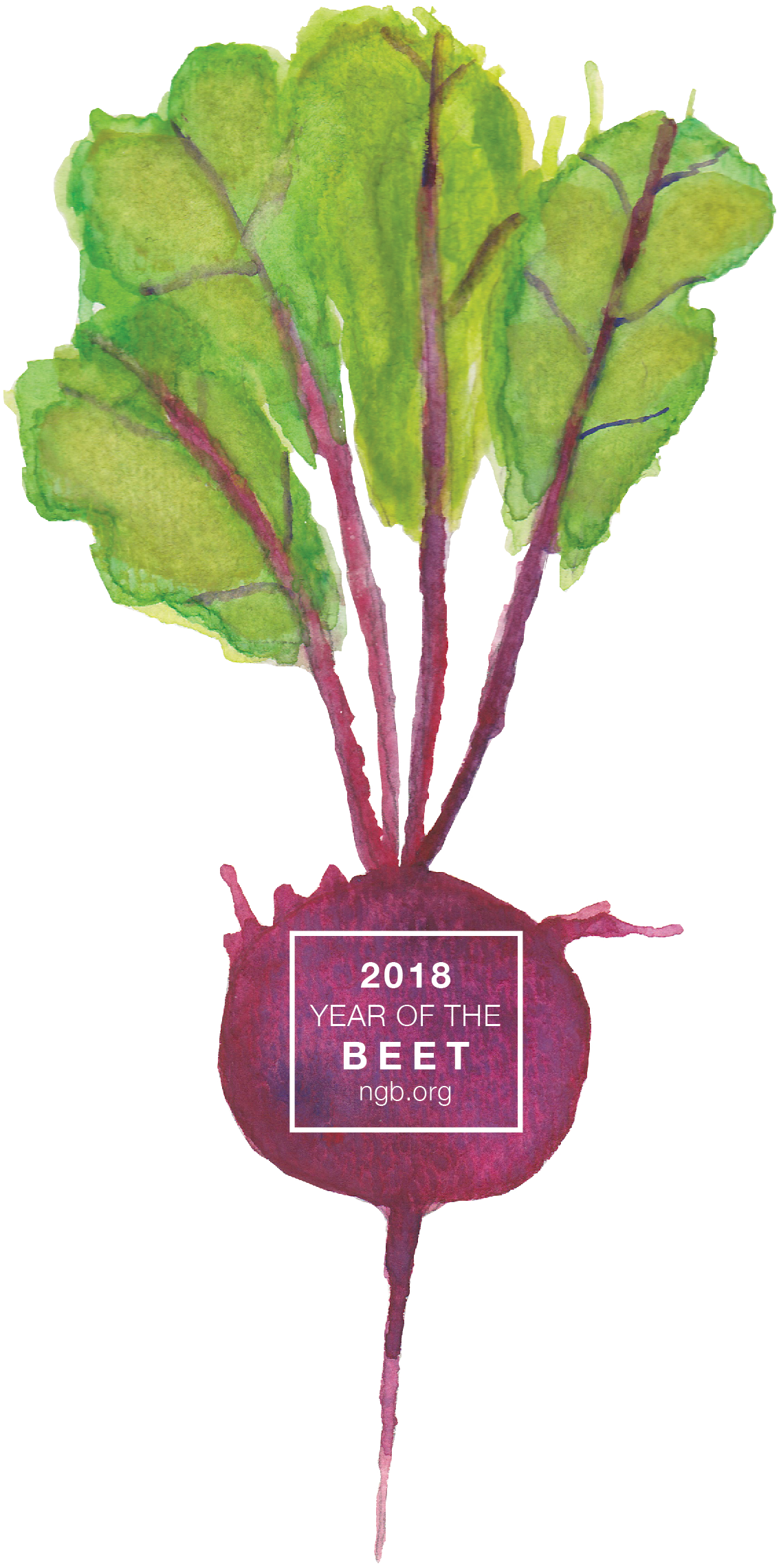 2018 Year Of The Beet - Beetroot (1457x2432), Png Download