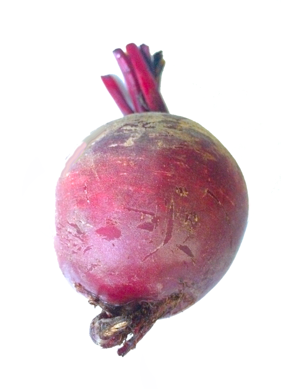 This Is The Sugar Beet - Common Beet (1155x1600), Png Download