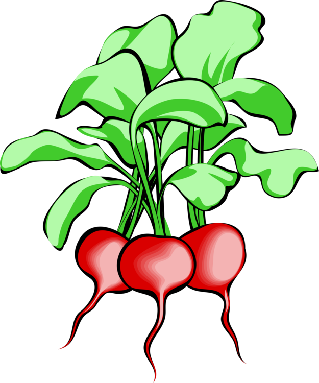 Beetroot Vegetable Sugar Beet Download - Beets Clipart (625x750), Png Download