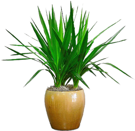 Dracaena (600x600), Png Download