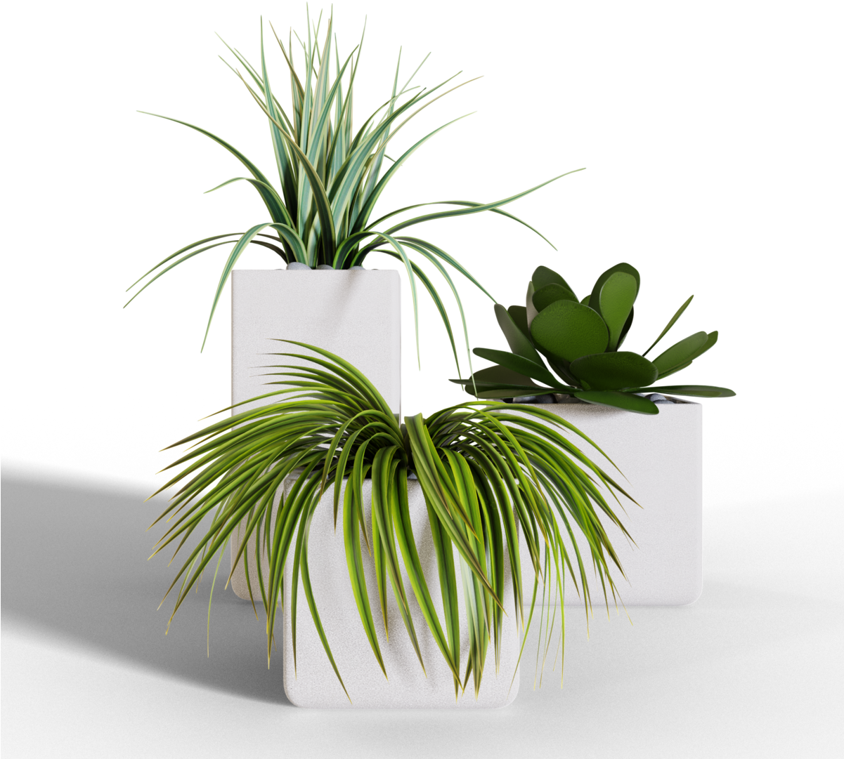 Hi Guys, My Name Is Ján Morek And I Have Started An - Agave (1200x1200), Png Download