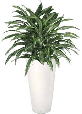 Striped Dracaena - Dracaena Fragrans Warneckei (592x564), Png Download