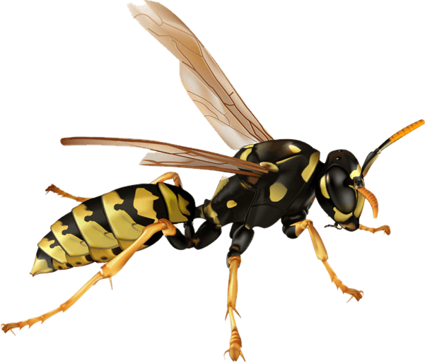 Killer Bee - Wasp Png (601x514), Png Download