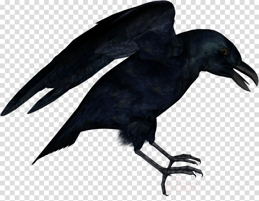 American Crow Clipart American Crow New Caledonian - Red White Circle Abstract (900x700), Png Download