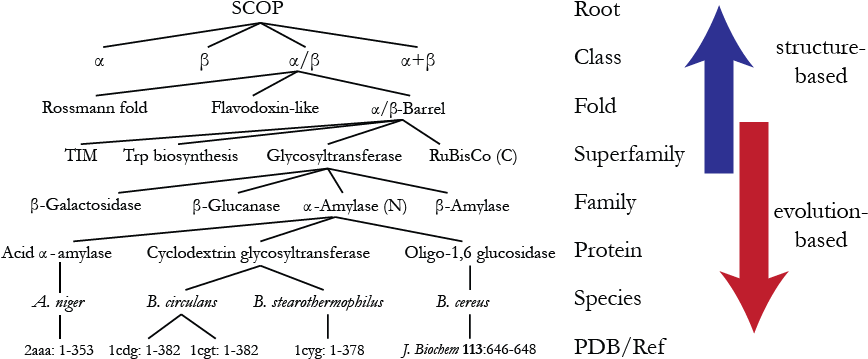 Tree-based Scop Hierarchy - Diagram (874x366), Png Download
