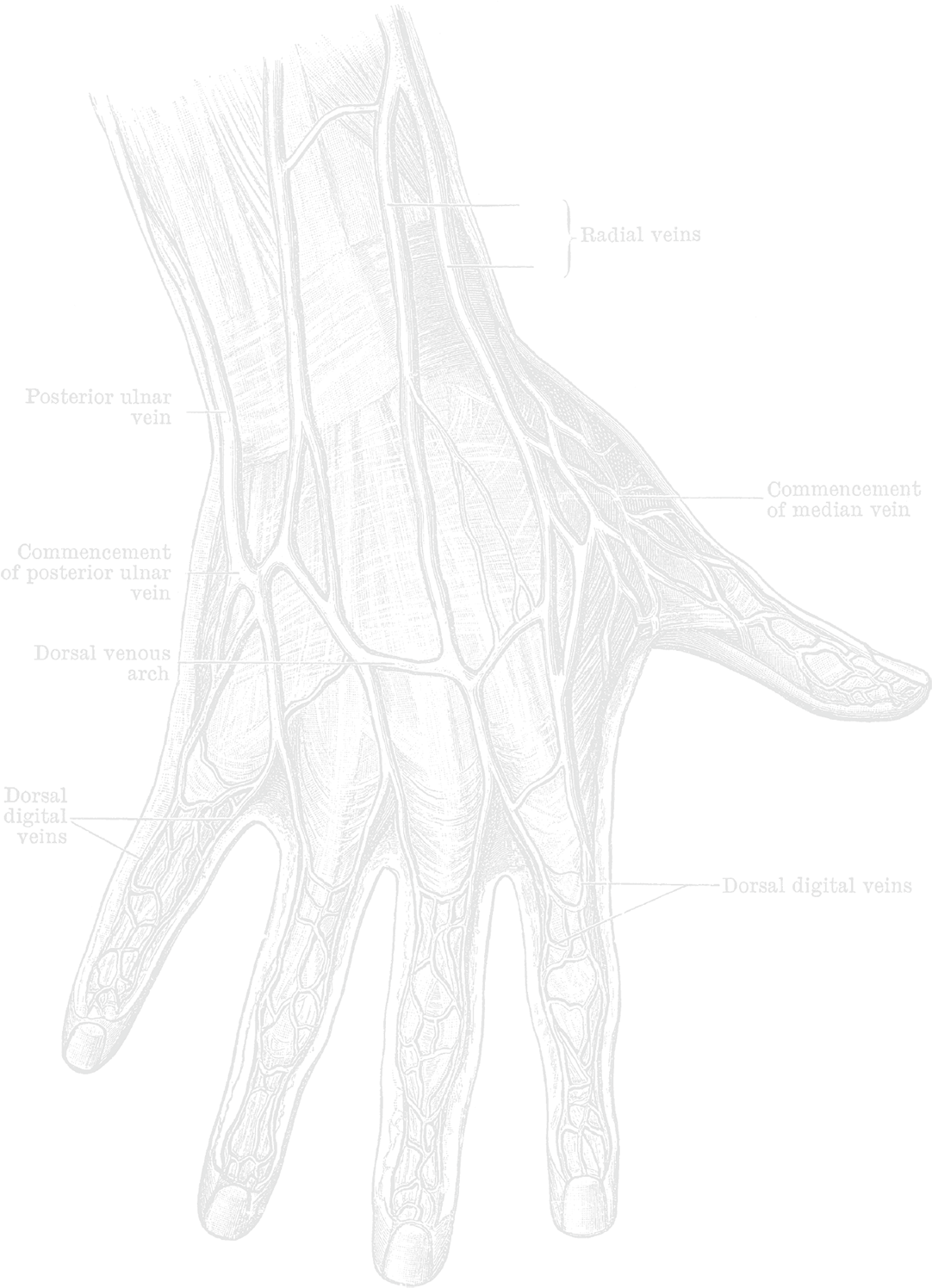 Posterazzi Dorsum Of The Hand And Fingers Poster Print (1600x1600), Png Download