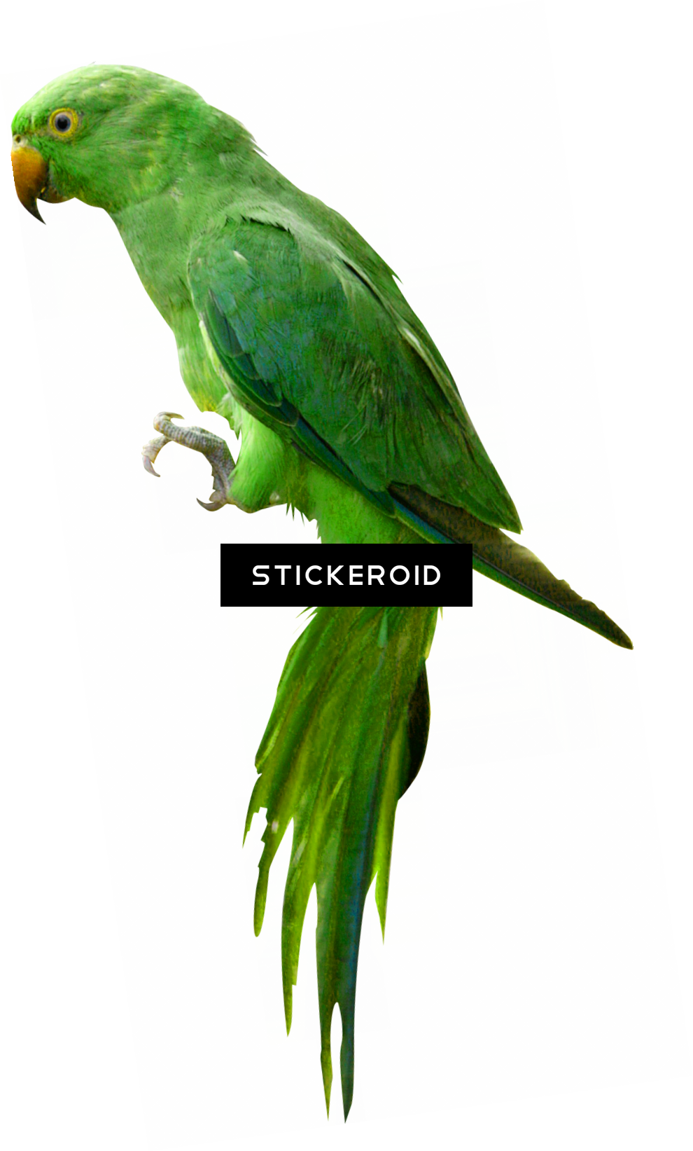 Indian Parrot - Budgie (990x1643), Png Download