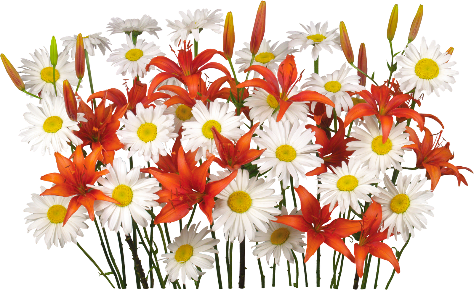Flores Png, Renders De Flores, - Flower (1600x981), Png Download