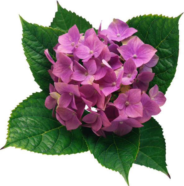 0, - Hydrangea Png (593x600), Png Download