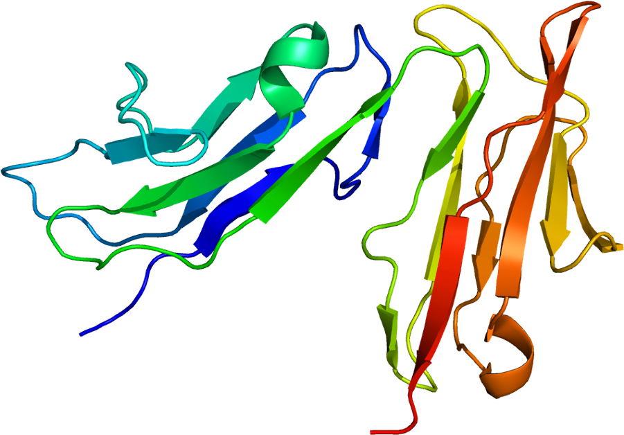 Cd16a Structure (950x677), Png Download