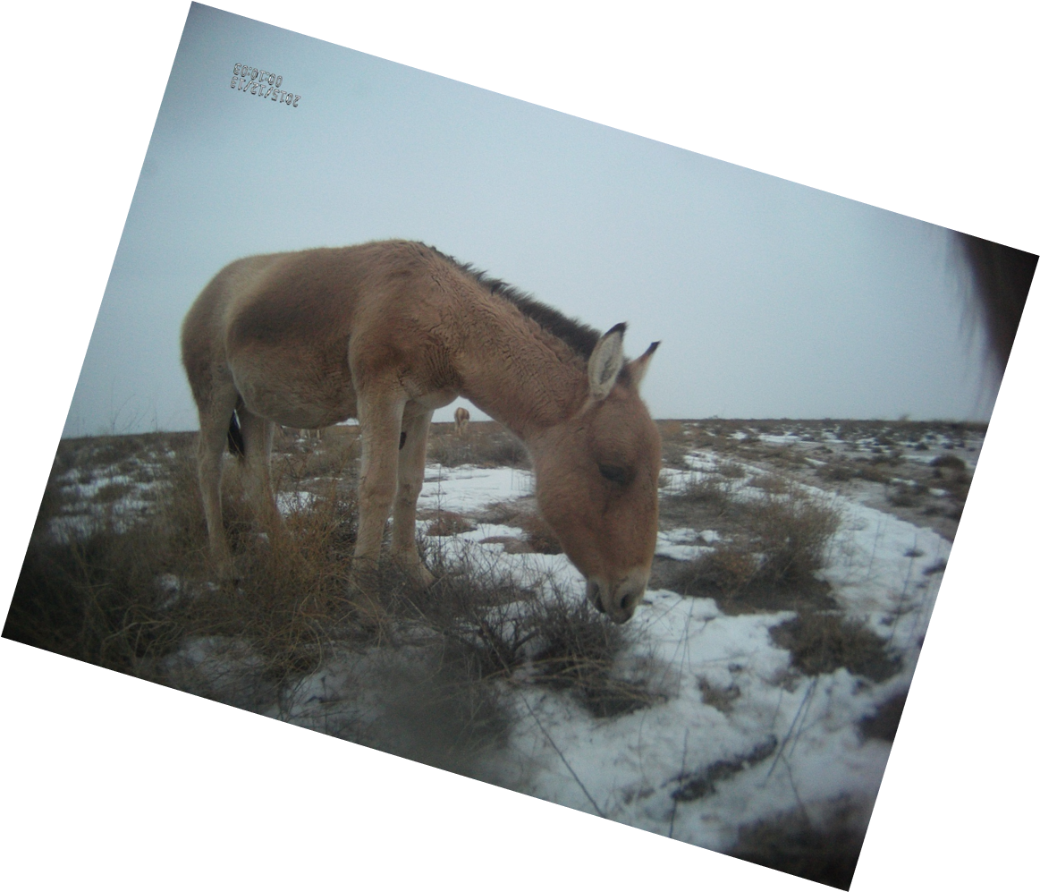 A Feeding Khulan In December - Sorrel (1163x997), Png Download