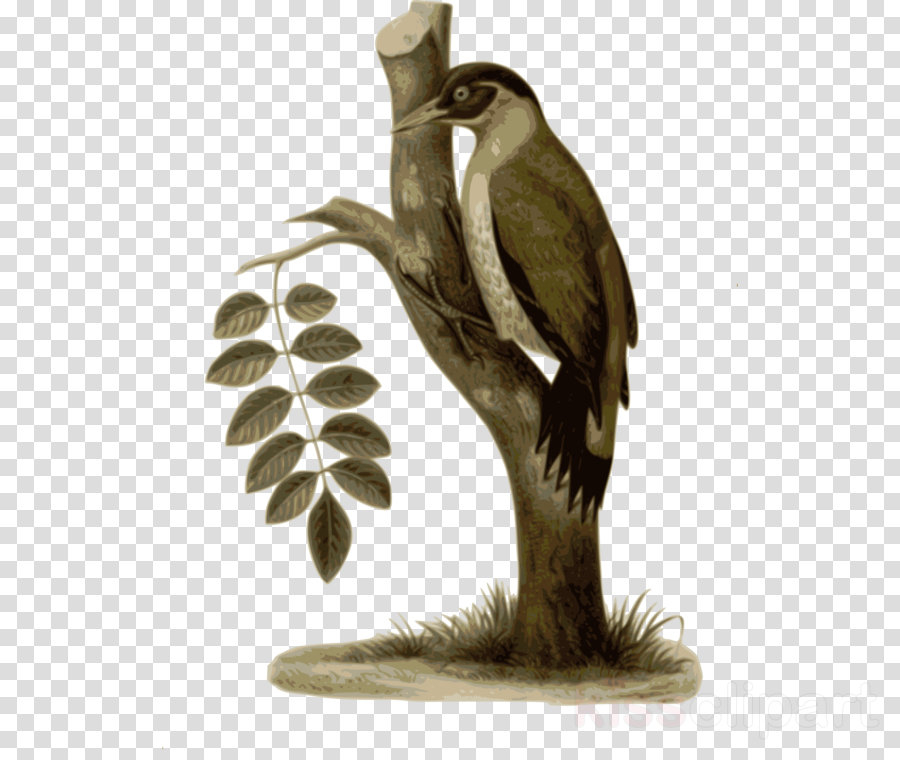 Bird Clipart Bird Feather Clip Art - Bird (900x760), Png Download