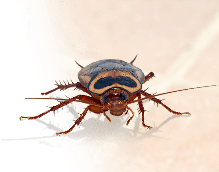 Home Pest Control In Katy - Katy (1200x550), Png Download