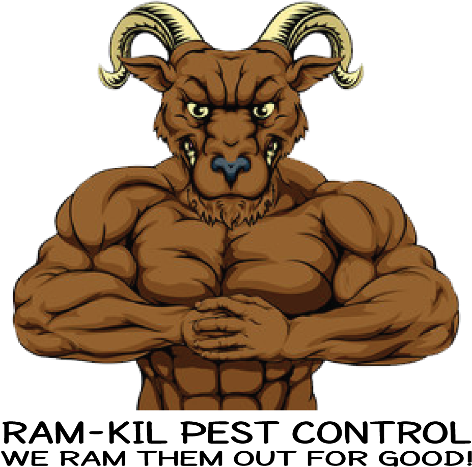 305047 Ramkil Trans1 101518 - Muscular Boar (1000x1000), Png Download