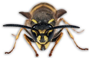 Live Sting-free - Scorpion (1060x460), Png Download