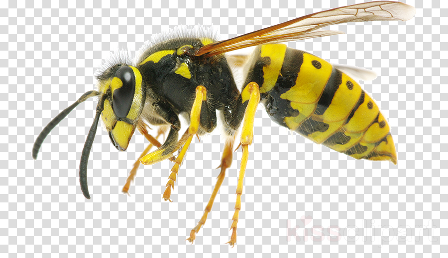 Wasp Png (900x520), Png Download