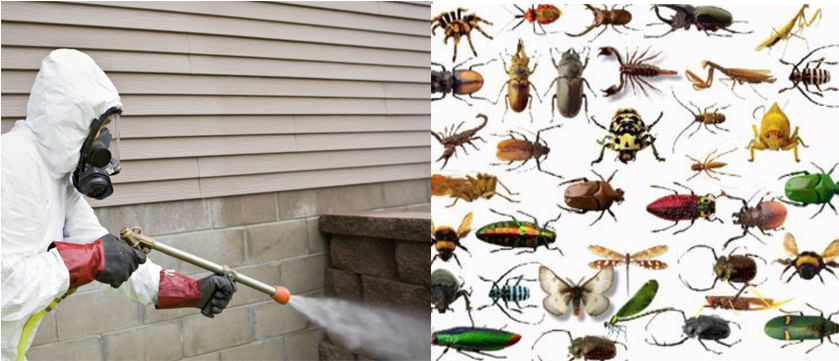 Fumigation - Underground Insects (838x500), Png Download