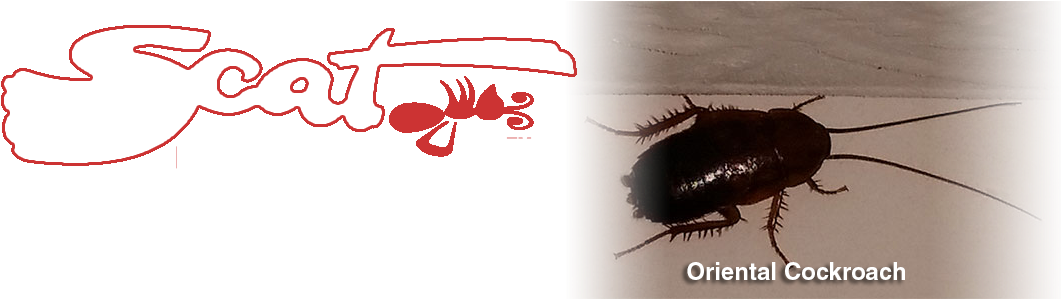 1-oriental Cockroach - Oriental Cockroach (1145x300), Png Download