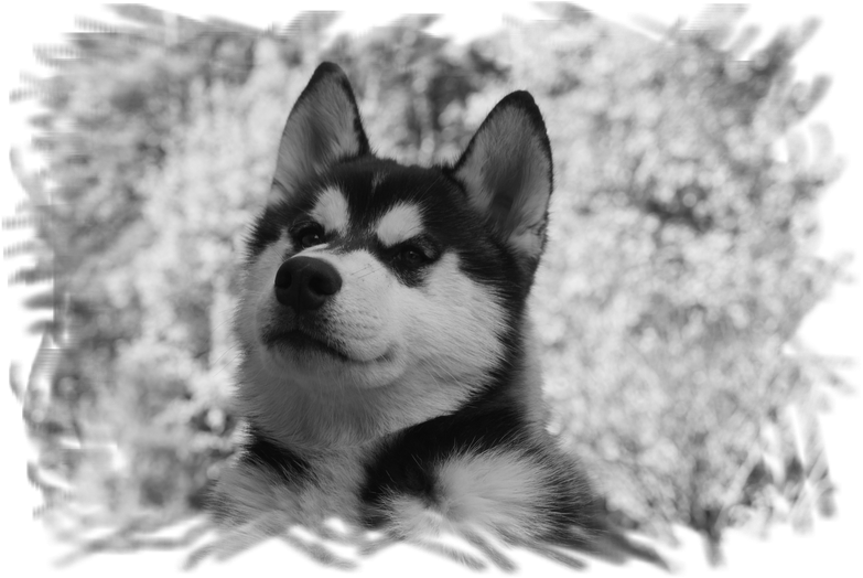 The Parents - - Siberian Husky (794x529), Png Download
