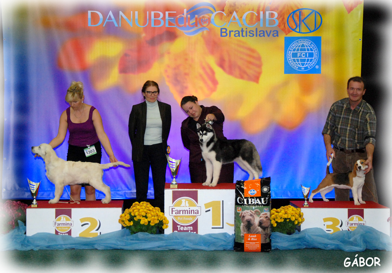 Bandit Zorro Carinthian Fire Inside Very Promising - Hellenikos Ichnilatis (793x552), Png Download