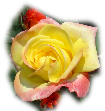 Paisajes Y Flores Png - Portable Network Graphics (700x467), Png Download