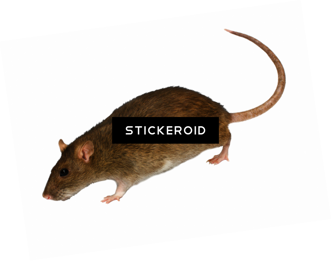 Mouse Rat - Marsh Rice Rat (1116x881), Png Download