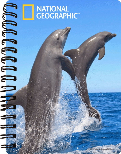 970457 - Dolphins 2016 Wall Calendar (1000x1000), Png Download