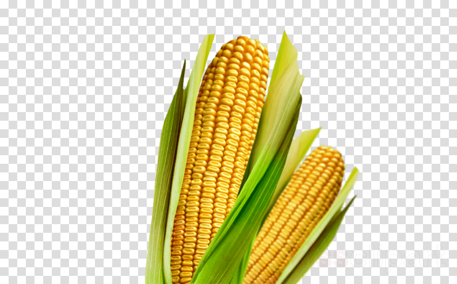 Download Maiz Clipart Corn On The Cob Maize Vegetarian - Vector Graphics (900x560), Png Download