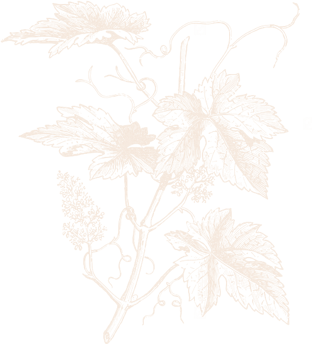 Fondo-transparente - Vitis Vinifera Grapes (633x705), Png Download