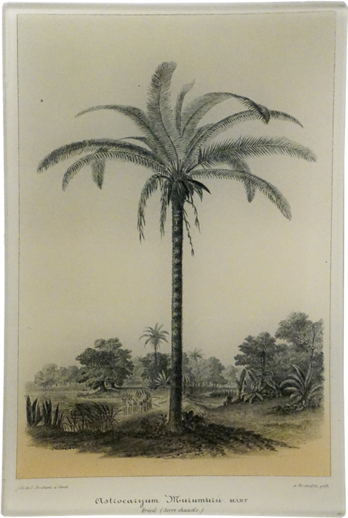 Palm Tree Vintage Poster (800x800), Png Download