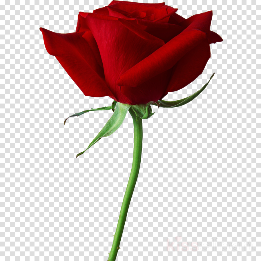 Black Rose Clipart True Blood Black Rose Seeds - Real Black Roses Hd (900x900), Png Download