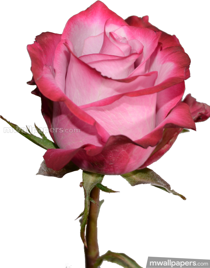Download Roses Beautiful Hd Photos - Rose Hd Wallpapers 1080p PNG Image with No Background Download Roses Beautiful Hd Photos - Rose Hd Wallpapers 1080p PNG Image with No Background