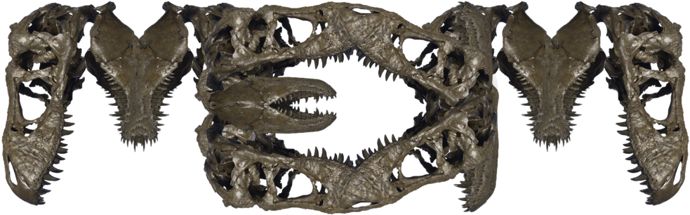 Day 13 - Trex (1000x319), Png Download
