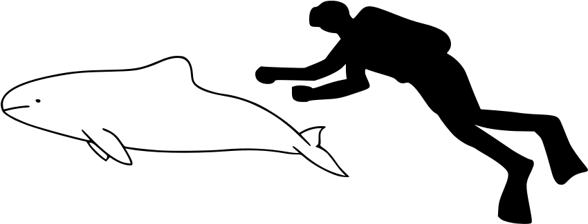 Spectacled Porpoise Size - Yangtze Finless Porpoise Outline (900x350), Png Download