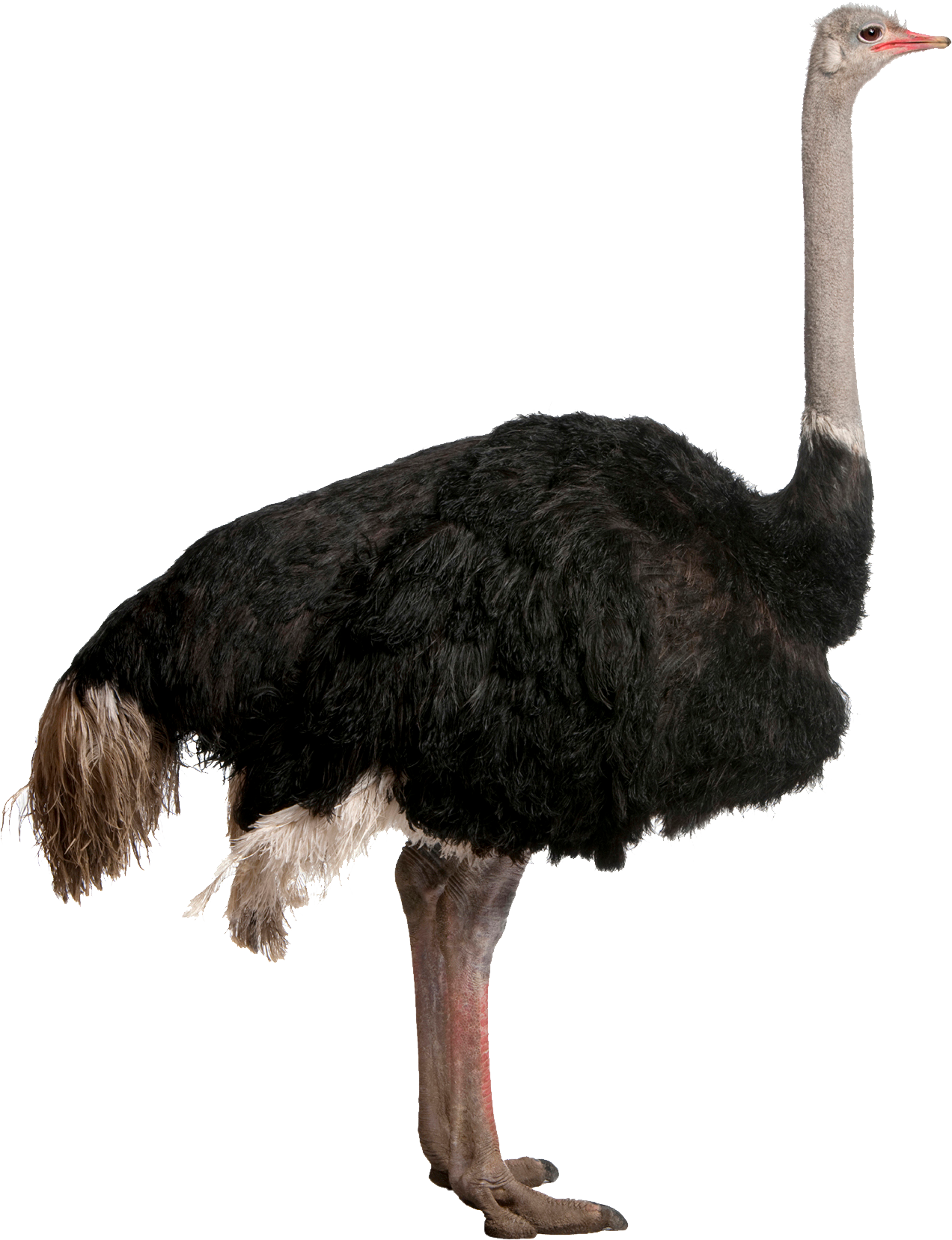 Ostrich Png (1272x1656), Png Download