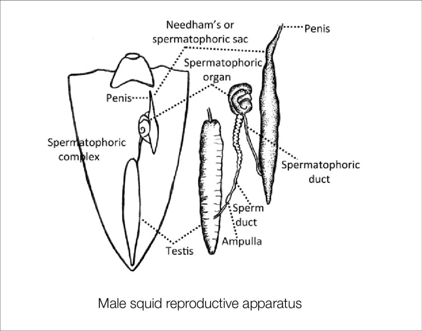 Reproductive Organs Of Male Squid - Anatomy (850x668), Png Download