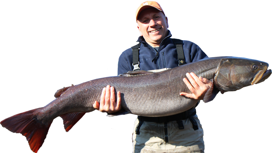 Enjoy Your Fishing Adventures By Chasing Taimen, Lenok - Lunge (907x510), Png Download