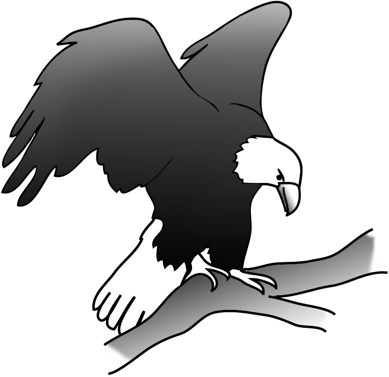 Eagle On A Branch In A Tree - Drawing (800x775), Png Download