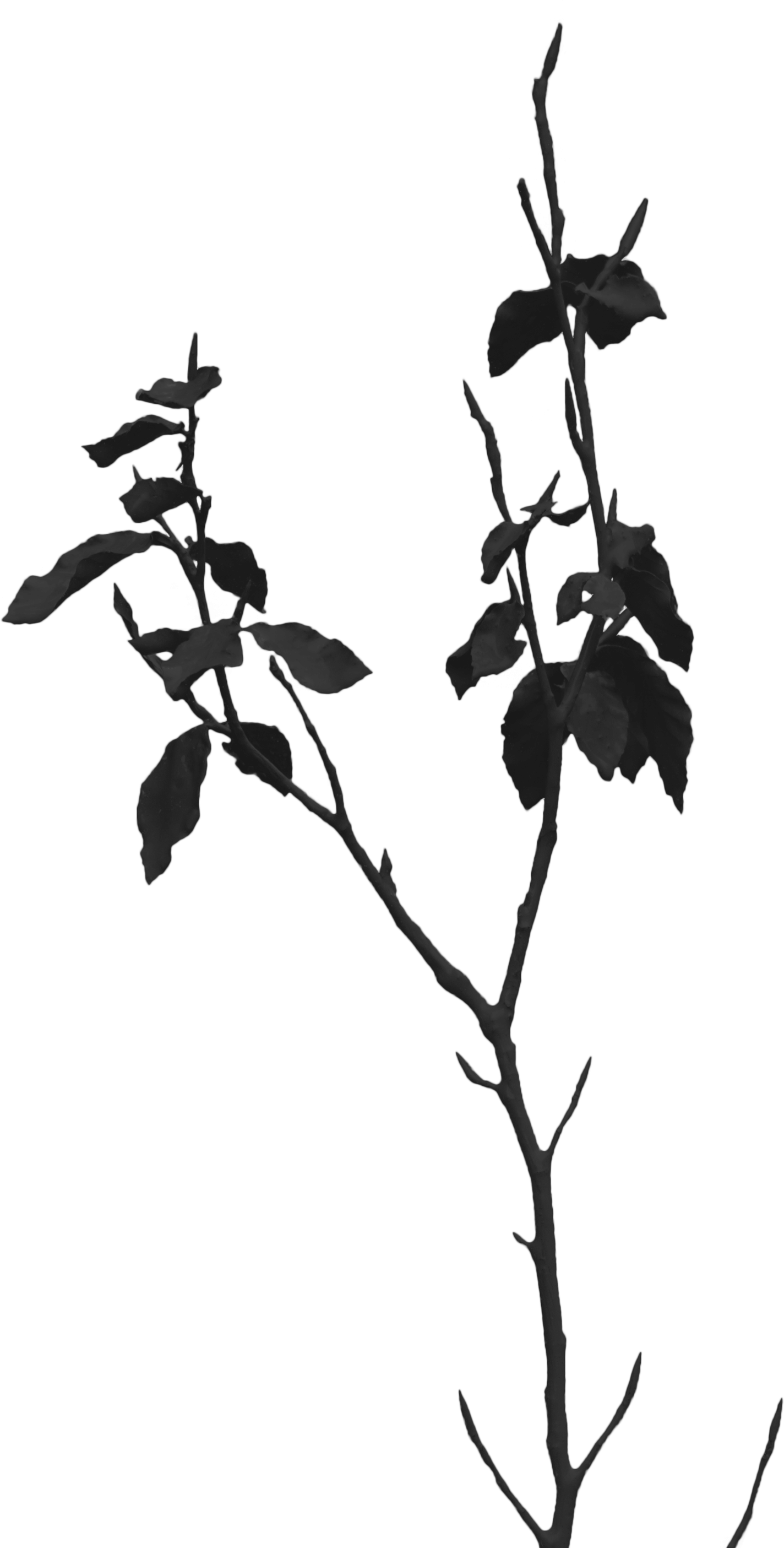 Twig (1424x2810), Png Download