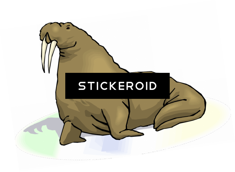 Walrus S Animals - Punxsutawney Phil (810x595), Png Download