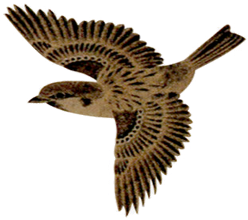 Flying Sparrow Png No Background - Sparrow Flying Png (960x768), Png Download