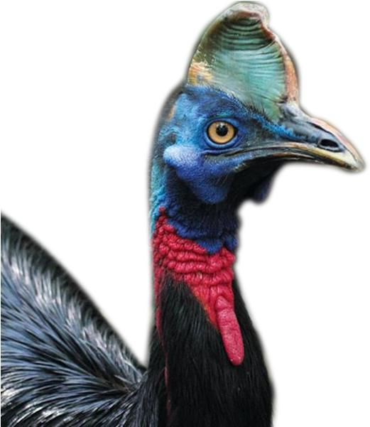 About Us - Cassowary (600x600), Png Download