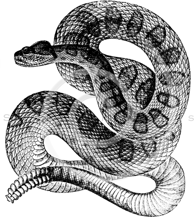 All Black And White Illustrations Png Silverspiralarts - Snake Illustration Black And White (659x768), Png Download