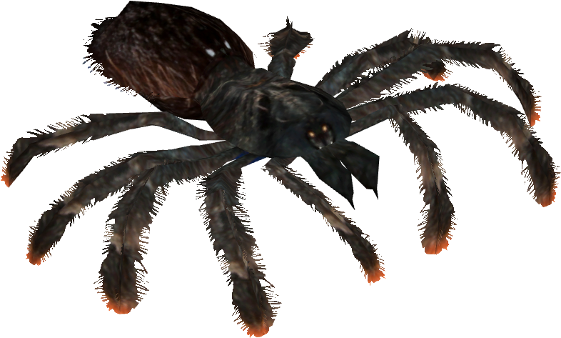 Pinktoe Tarantula - Typhochlaena (785x785), Png Download