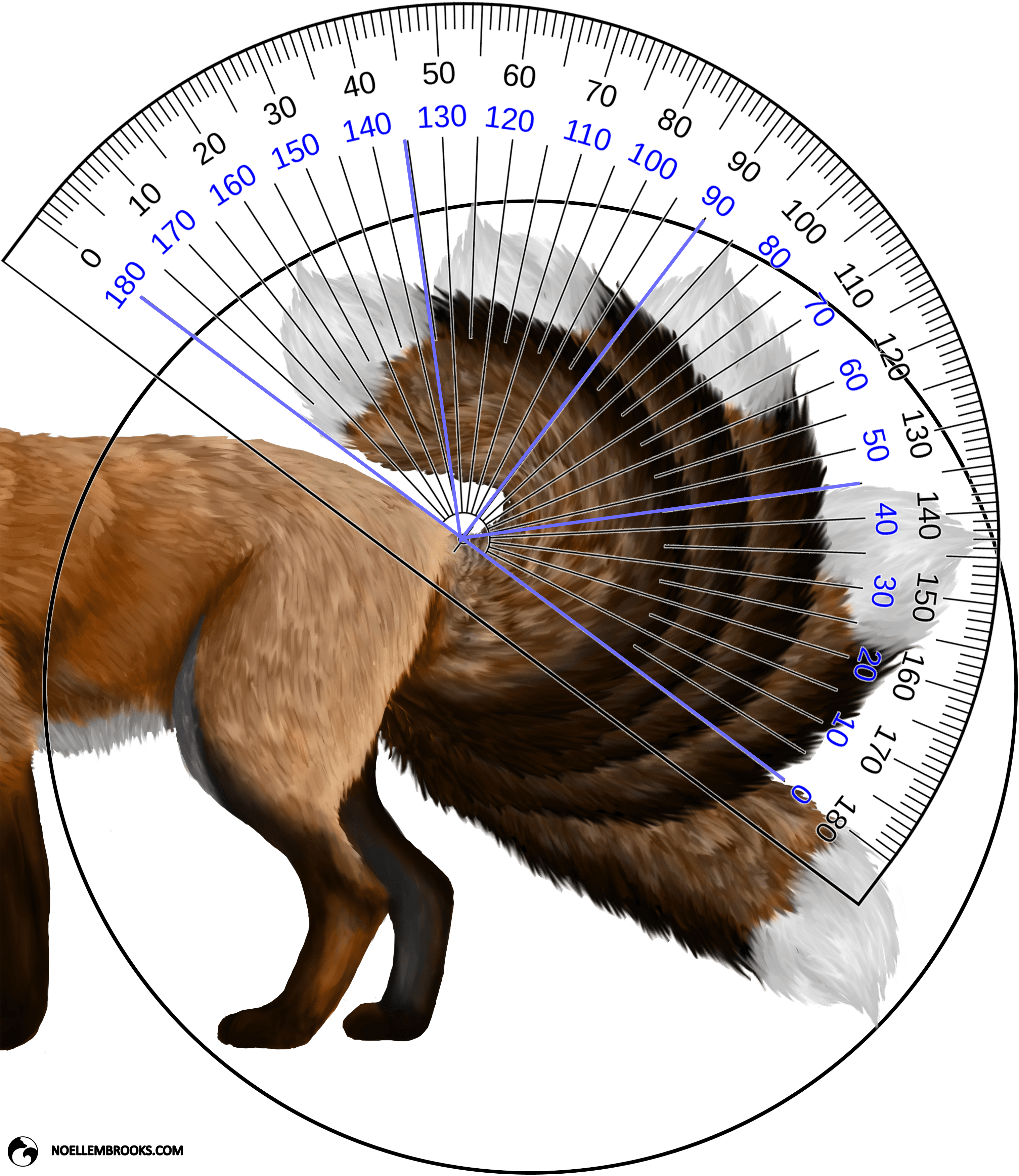 Red Fox Tail Curl Angle Calculations - Protractor (3062x3573), Png Download