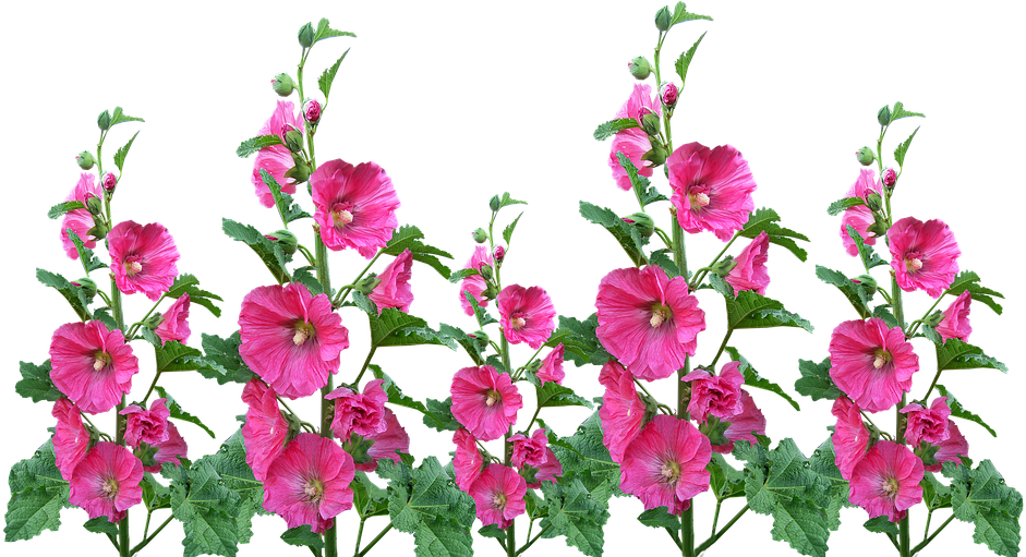 Hollyhocks, Flowers, Garden, Blooming, Cut Out - Jardin De Flores Png (960x510), Png Download